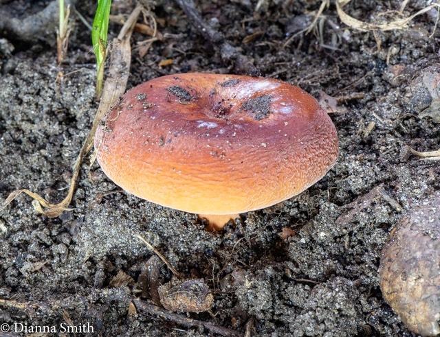 Lactifluus hygrophoroides var. rugatus 02445
