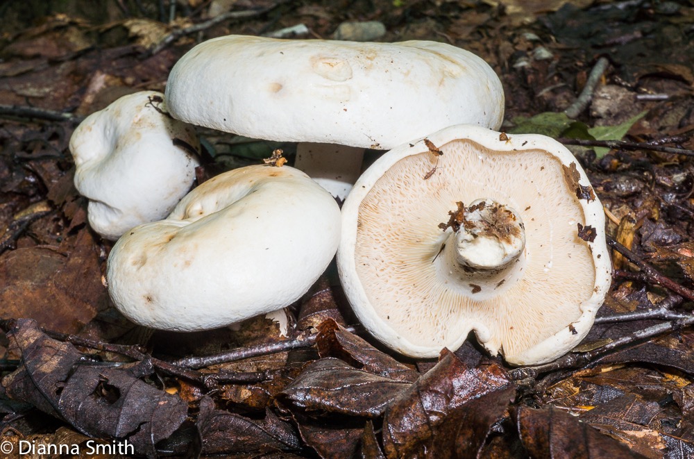 Lactifluus piperatus (Lactarius piperatus) 05520