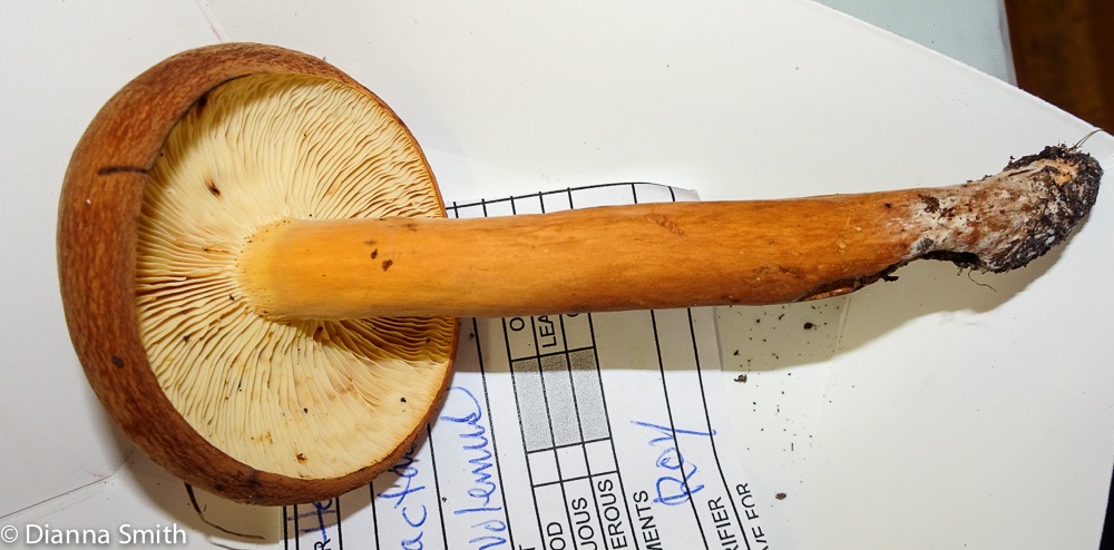 Lactifluus volemus 03071