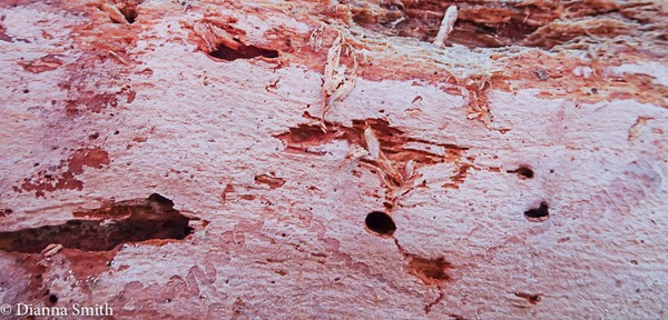 Laeticorticium roseum Pink crust05633