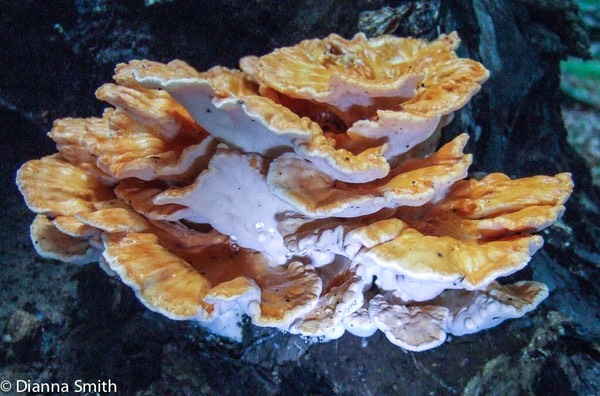 Laetiporus cincinnatus1484