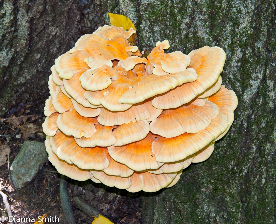 Laetiporus sulphureus5867