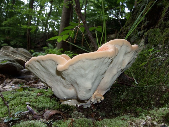 Laetiporus cincinnatus 8880