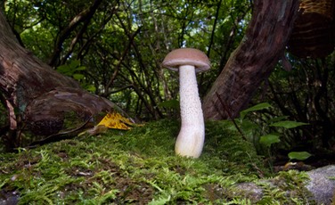 Leccinum chromapes9937