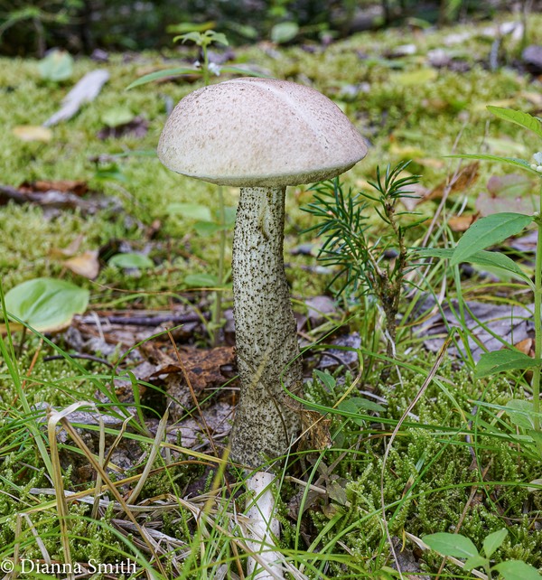 Leccinum holopus 01606