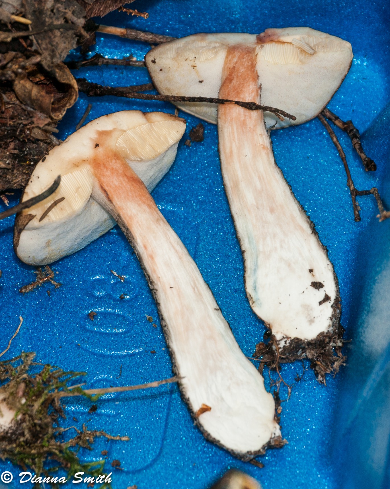 Leccinum holopus var. americanum 6604