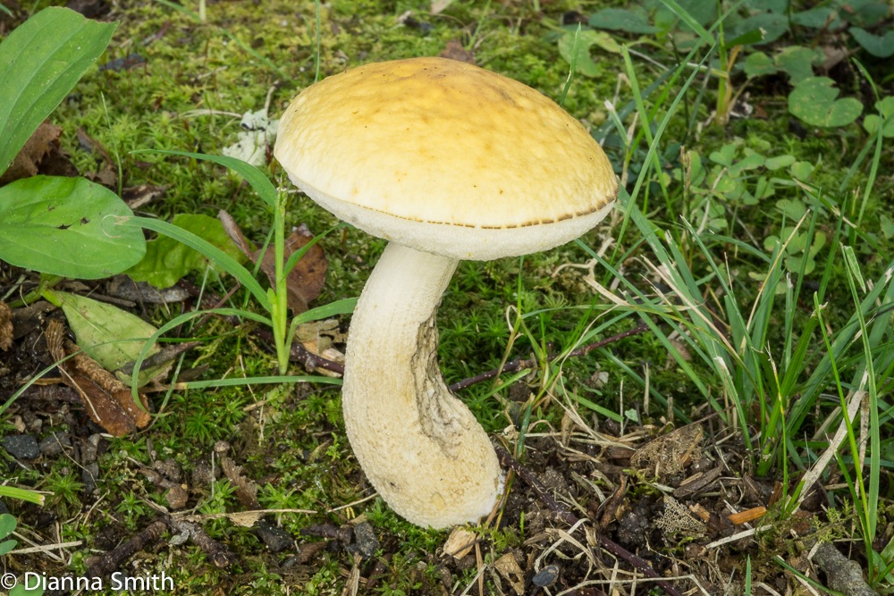 Leccinum luteum03589