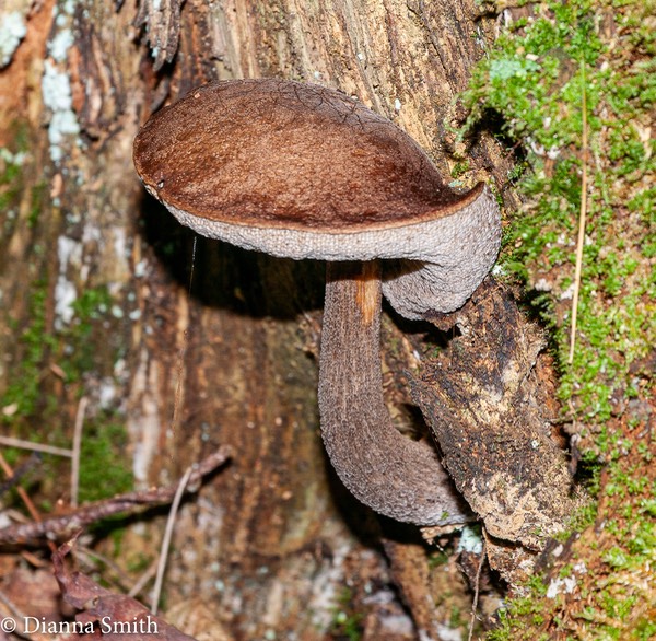 Leccinum melaneum 1010163
