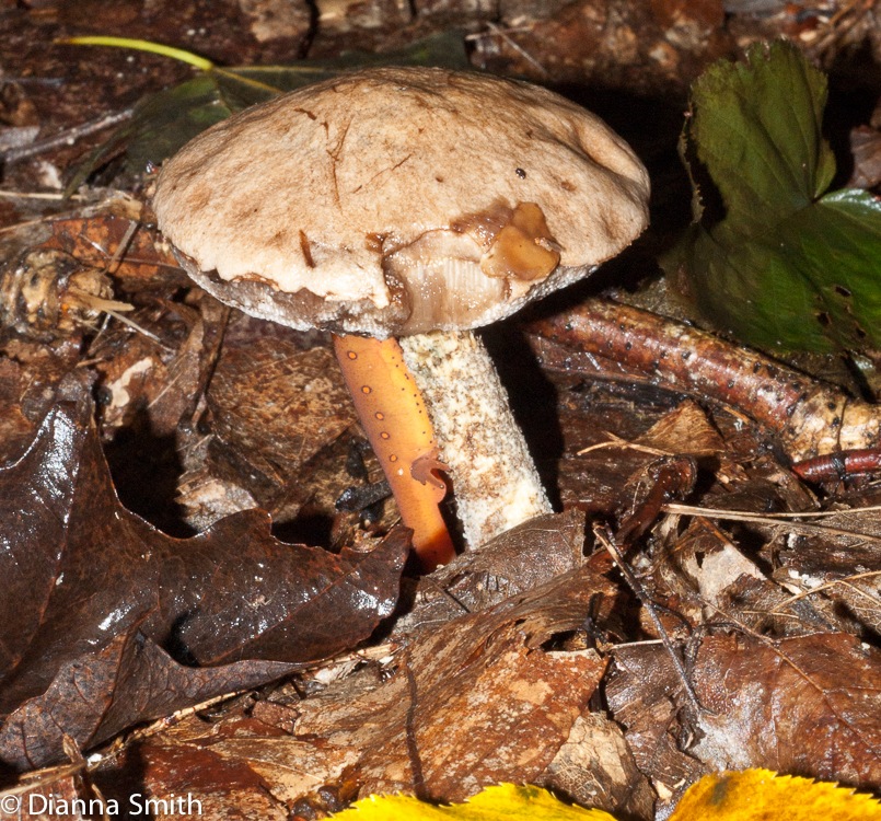 Leccinum scabrum 03689