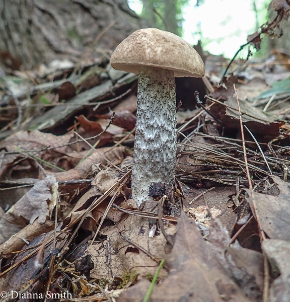 Leccinum variicolor 6270066