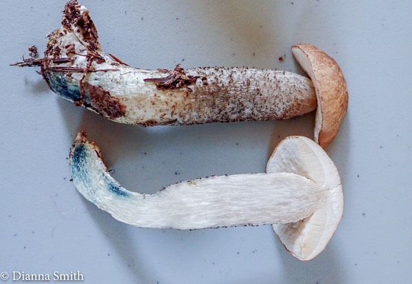 Leccinum variicolor 6270093