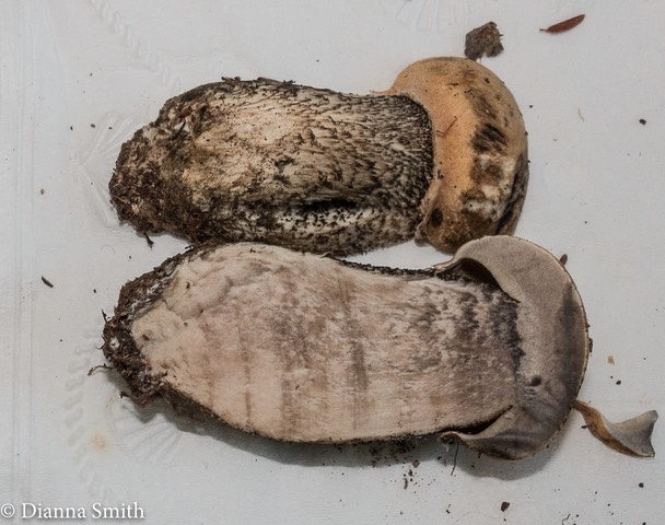 Leccinum versipelle 00761