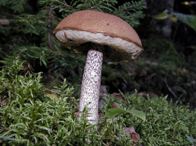 Leccinum  vulpinum6845