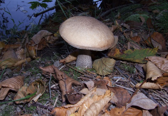 Leccinum atrostipitatum 09280021