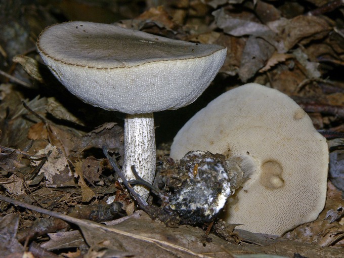 Leccinum scabrum2947