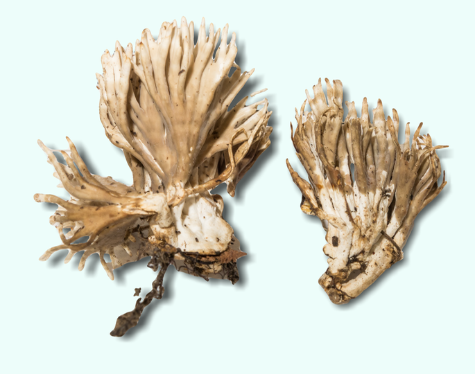 Lentaria byssiseda 3320