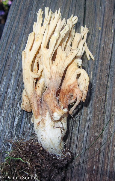 Lentaria micheneri 1753