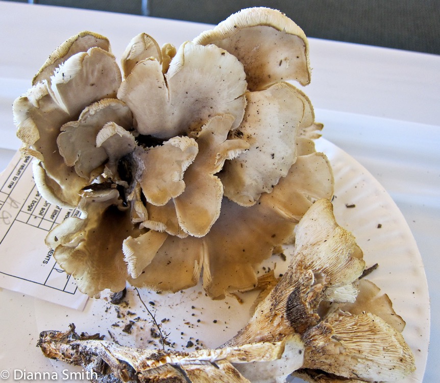 Lentinellus cochleatus_2253