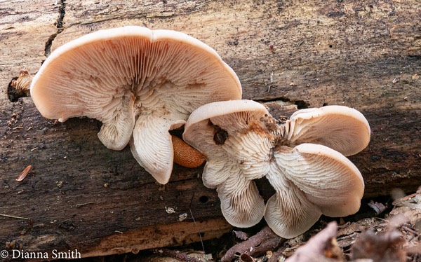 Lentinellus ursinus1010038