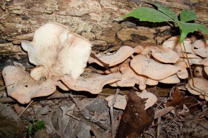 Lentinellus ursinus 0124