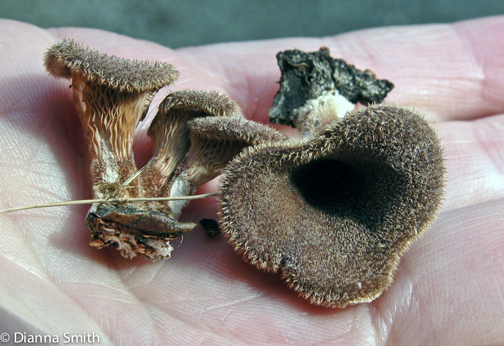 Lentinus strigosus (Panus rudus)0156