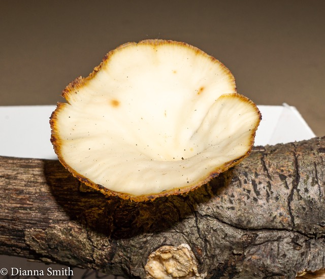 Lentinus suavissimus01560