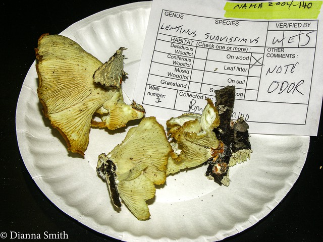 Lentinus suavissimus0615