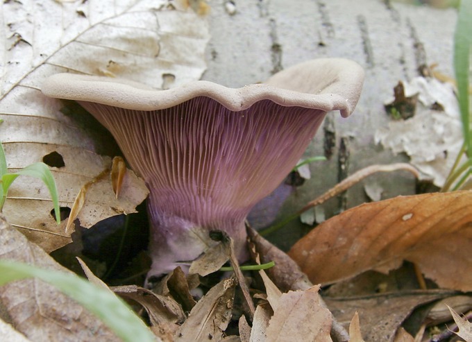 Lentinus torulosus (Panus conchatus)1926