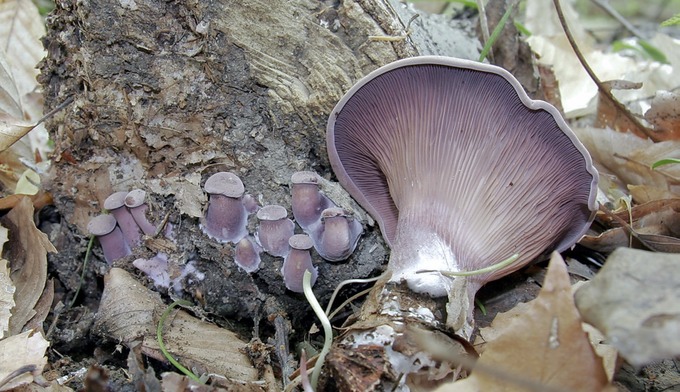 Lentinus torulosus (Panus conchatus)1930