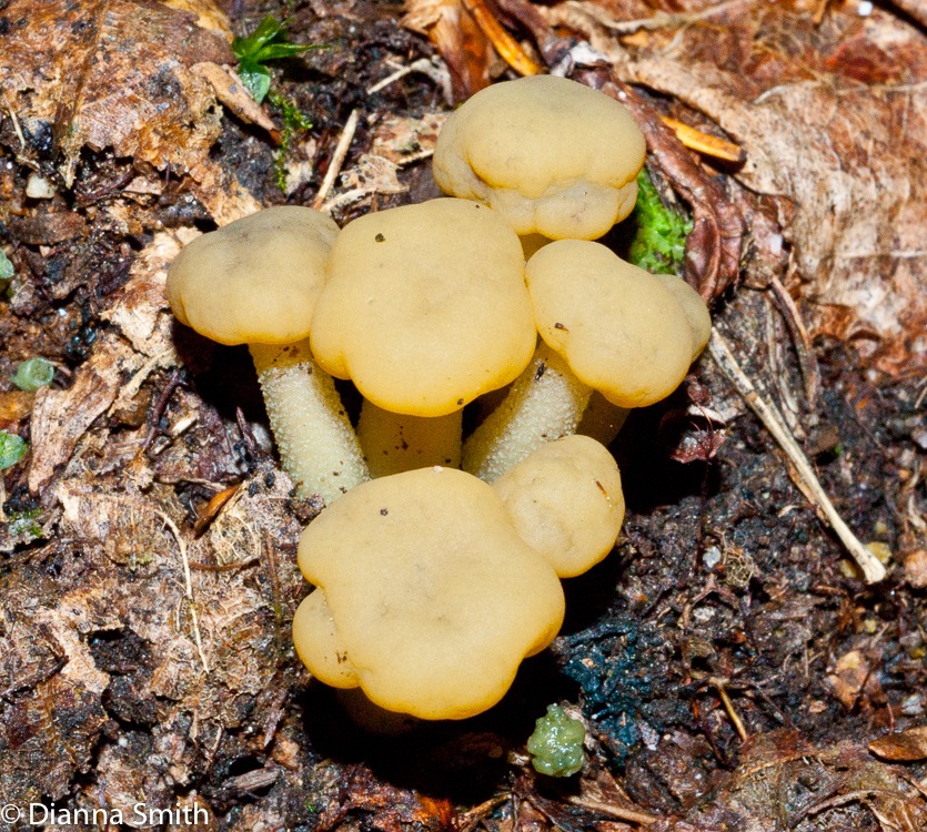 Leotia lubrica01767