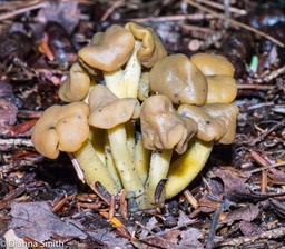 Leotia lubrica1010257