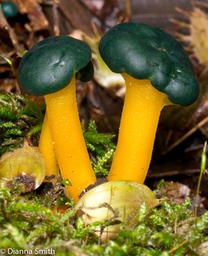 Leotia viscos1010700