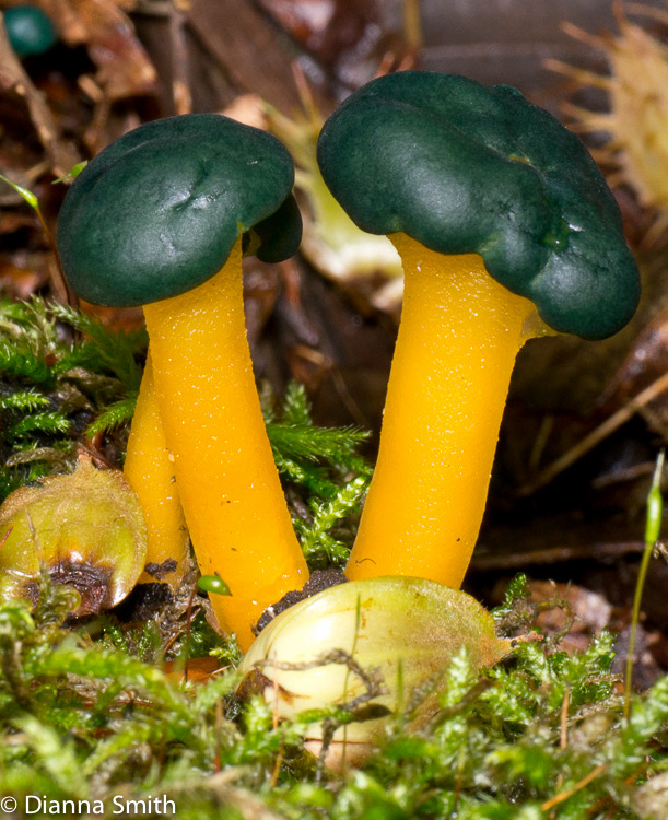 Leotia viscos1010700