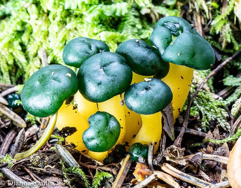 Leotia viscosa 01776