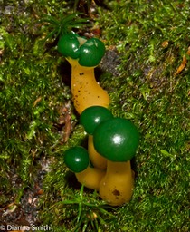 Leotia viscosa02026
