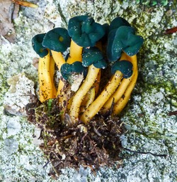Leotia viscosa1020691