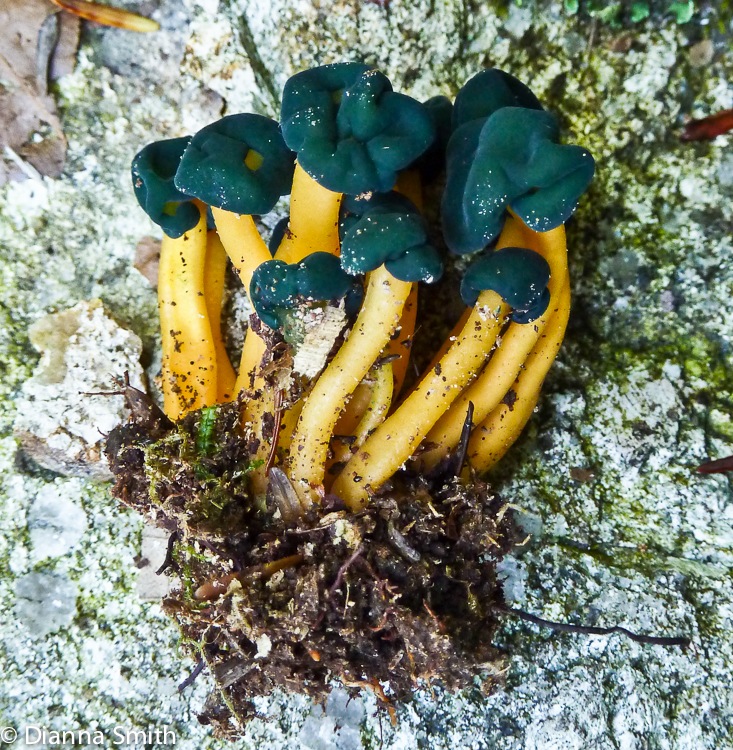 Leotia viscosa1020691