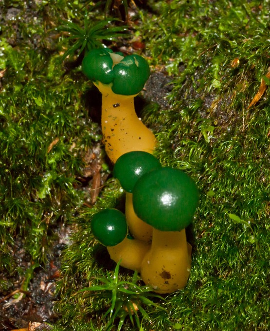 Leotia viscosa02026