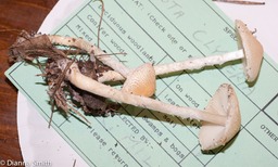 Lepiota clypolaria01221