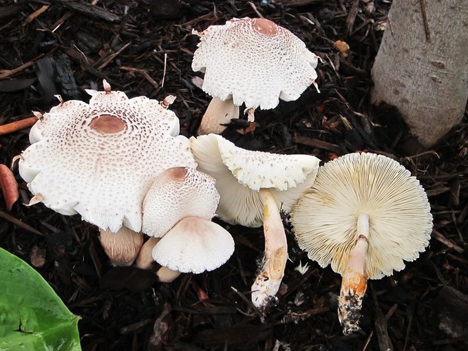 Lepiota americana 1923