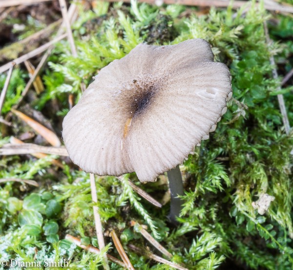 Leptonia subserrulata 04260