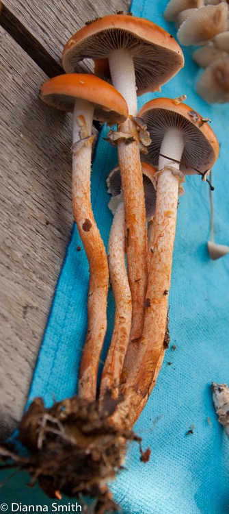 Leratiomyces thraustus (Stropharia thaustra)06332
