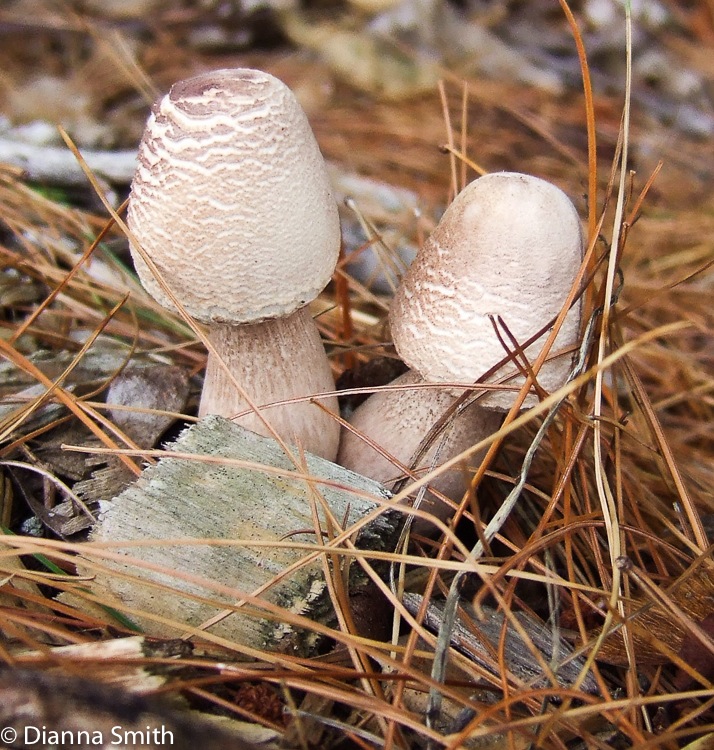 Leucoagaricus americanus (Lepiota americana)2376