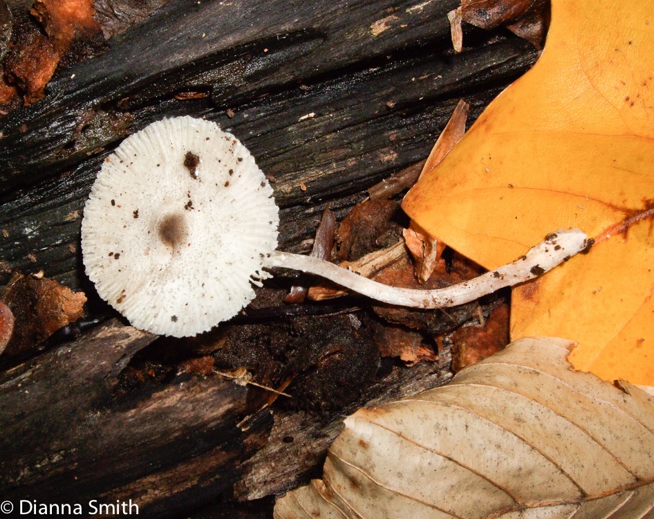 Leucoagaricus atrodiscus (Lepiota atrodisca) 1107