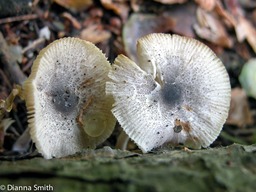 Leucoagaricus atrodiscus(Lepiota atrodisca)6260
