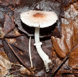 Leucoagaricus roseotinctus (Lepiota roseotinctus)003671