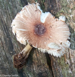 Leucoagaricus rubrotinctus (Lepiota roseotinctus) 9989