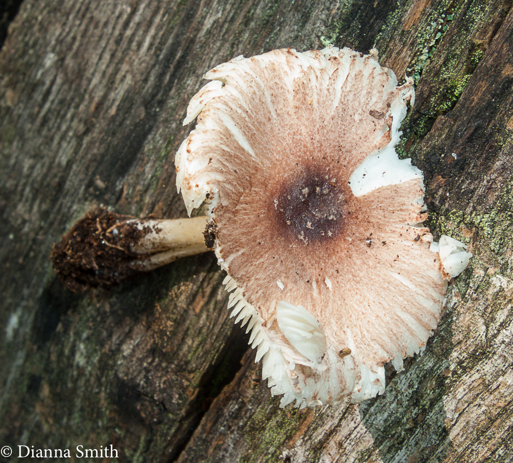 Leucoagaricus rubrotinctus (Lepiota roseotinctus)1358