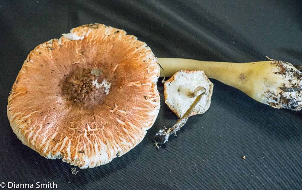 Leucoagaricus rubrotinctus 01502