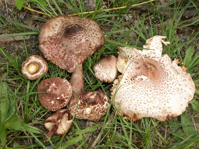 Leucoagaricus americanus (Lepiota americana)1038